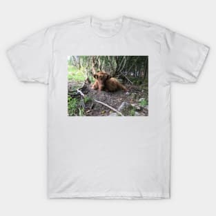 Scottish Highland Cattle Calf 1499 T-Shirt